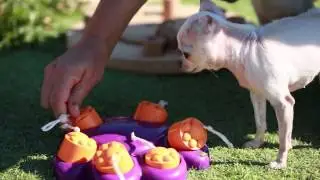 ¿Cuándo hacen la muda de pelo los perros?