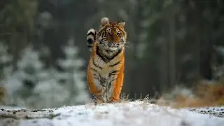 Dieren hoogtepunten van 2023 🧡