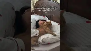 А где ваши коты спят? #рыжийкот #cat #кот #котики #котик #юмор #питомцы