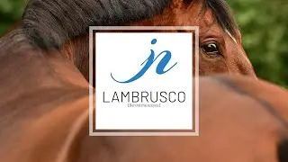 [Behind the scenes] Pferdefotoshooting mit Lambrusco