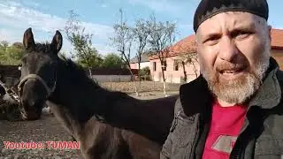 Расчистка копыт , станок для Лошади, Лахибу не понравилось в станке.