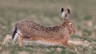 Могут ли коты справиться с зайцем?