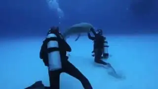 نقطة ضعف سمكه القرض Tonic immobility shark🦈