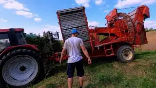 Kartoffeln ernten 2020 - 🚜  Case IH 956 XL - Grimme Europa - 🚜