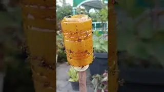 APAKAH BENAR METILAT LEM EFEKTIF UNTUK MENGENDALIKAN LALAT BUAH ? MARI KITA BUKTIKAN BERSAMA#pe