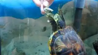 Verne playing with his favourite shell