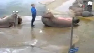 даже Морской лев это делает!!!!!!!!!!!.