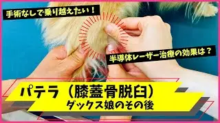 愛犬の膝が外れたその後｜急性パテラを発症したマイちゃんの経過報告