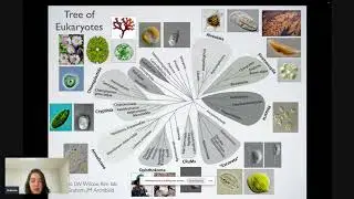 Phyloseminar #137: Eunsoo Kim (Ewha Womans University)