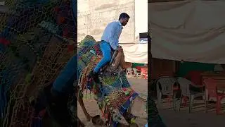 राजस्थान  
