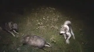Охота на барсука с лайками.
