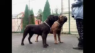 Войс Вельд Рамштайн и Зума