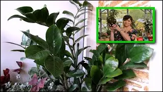 WHY does my ZAMIOCULCAS have some INCORRECT LEAVES?