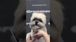 How to groom a Shih Tzu Dog? | Complete makeover, head to toe