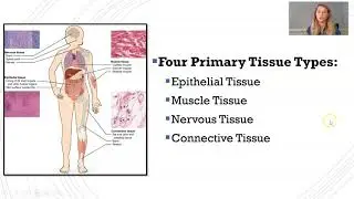 Introduction to Histology