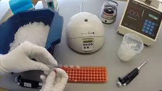 HIV viral load တိုင်းတာခြင်း (လက်တွေ့သရုပ်ပြ PCR protocol)