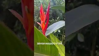 КАК ЗВУЧИТ УТРО В ТАИЛАНДЕ 😌