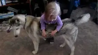 This is an example of why Huskies are GREAT with kids! XD