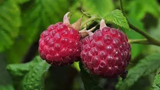 Himbeere - die Superfrucht