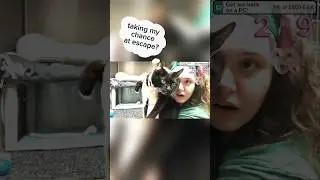 Cat takes chance at escape! #animalshelter #cat #streamer #funny