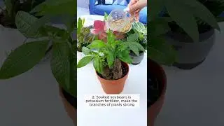 5 types of homemade irrigation water  