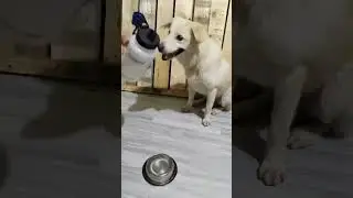 Furry Pet