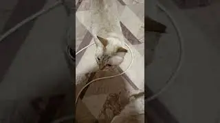 кошка дала по морде кошке