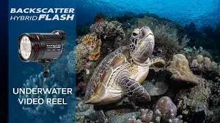 Backscatter Hybrid Flash - Underwater Video Reel