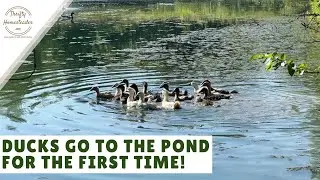 Raising Ducks