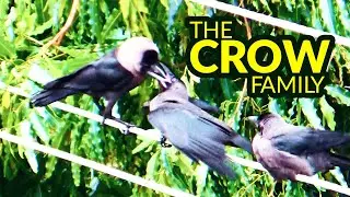 The Crow Family: A Closer Look at These Intelligent and Fascinating Birds
