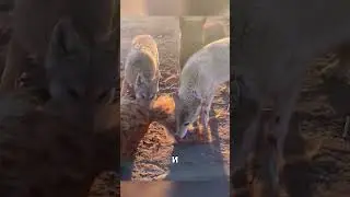 Пастух НАТРАВИЛ голодного беркута на волков 😮🔥🐺