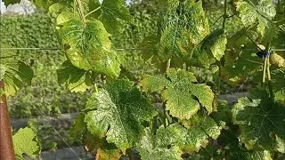 Калієвий голод на винограді: визначаємо проблему