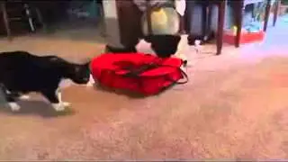 Чучело террозирует кошек