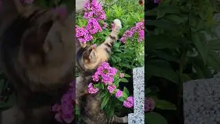 Cat vs. Butterfly (FLUFFY flying CAT) 😸MEOW