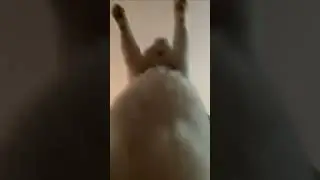 котик го 1 м просмотров 