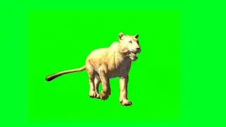 Female Lion Slow Motion Walk Green Screen Video | Female Lion Walk And Running