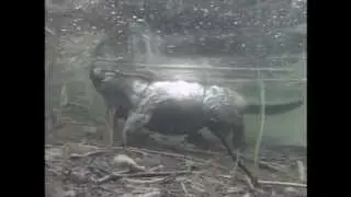 Bever filmet under vann, Bø i Telemark.
