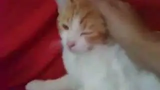 MY TOBY