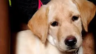Labrador puppy then Vs Now | transformation of Labrador puppy