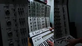 Analogue Solutions Maximus Polyphonic Synthesizer Multi Sequence and Lead #shorts