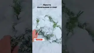Пихтовые веники-фишка хранения 