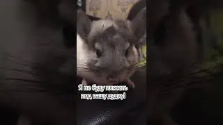 Шиншилла шуня, дрессировка