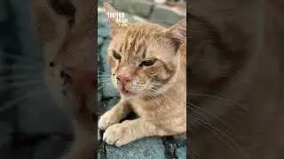 Чоочун кишилер Стамбулда!