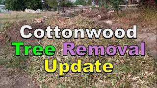 No. 1247 – Tree Removal Evening Update