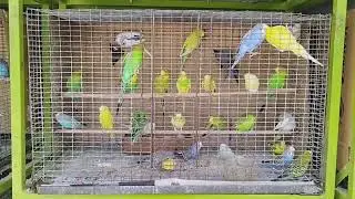 Walking Tour Birds at ABC Birds Centre at 124 Bukit Merah Lane 1 少見的鳥店出現在紅山 1 弄