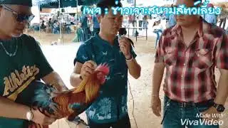 การแข่งขันไก่ต่อไก่ตั้ง