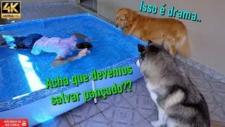 Fingi afogamento - Se dependesse dos meus dogs a morte era certa