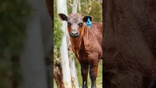 Zipper #cow #calf #lick #cowphoto #cutecow #babycow #southaustralia #australoia #photography #angus