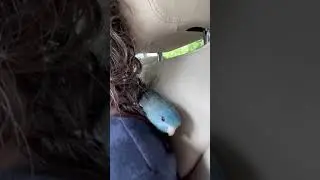 Adorable Parrot You’ll Love! Linnies or Lineolated Parakeet | #parrot_bliss #bird