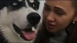 Хорошо что мы есть друг у друга. Маша Космос. Хаски видео хаски в квартире хаски актёр)